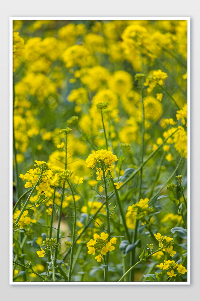 春天春季田地的里盛开油菜花的摄影图片图片