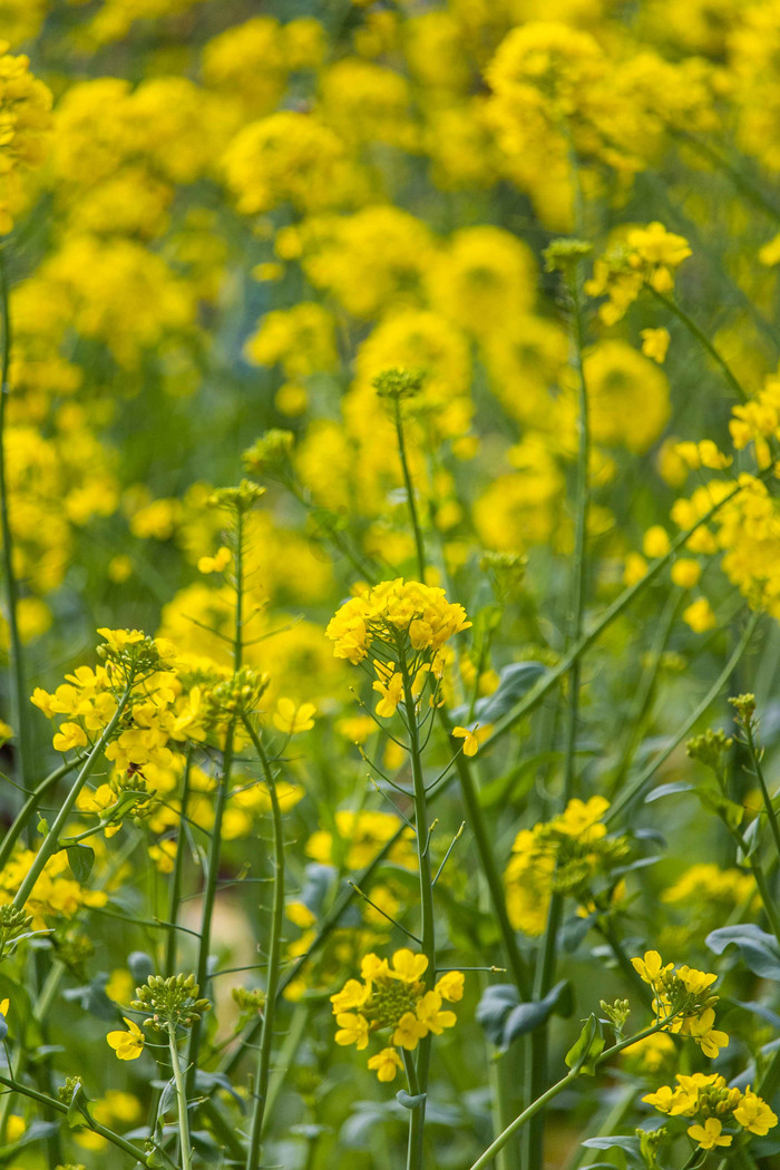 春天春季田地的里盛开油菜花的摄影图片