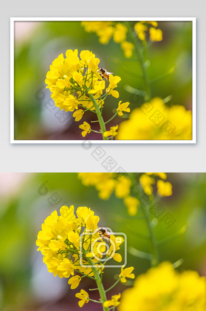 春天春季的田地的里盛开的油菜花的摄影图片