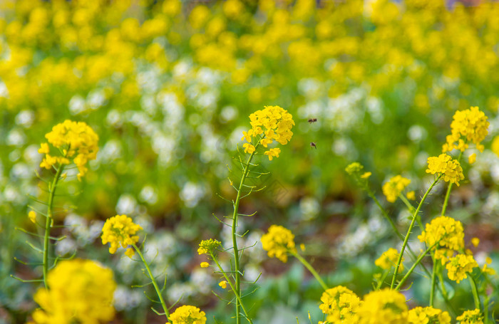 春季田地的里盛开的油菜花的摄影图片