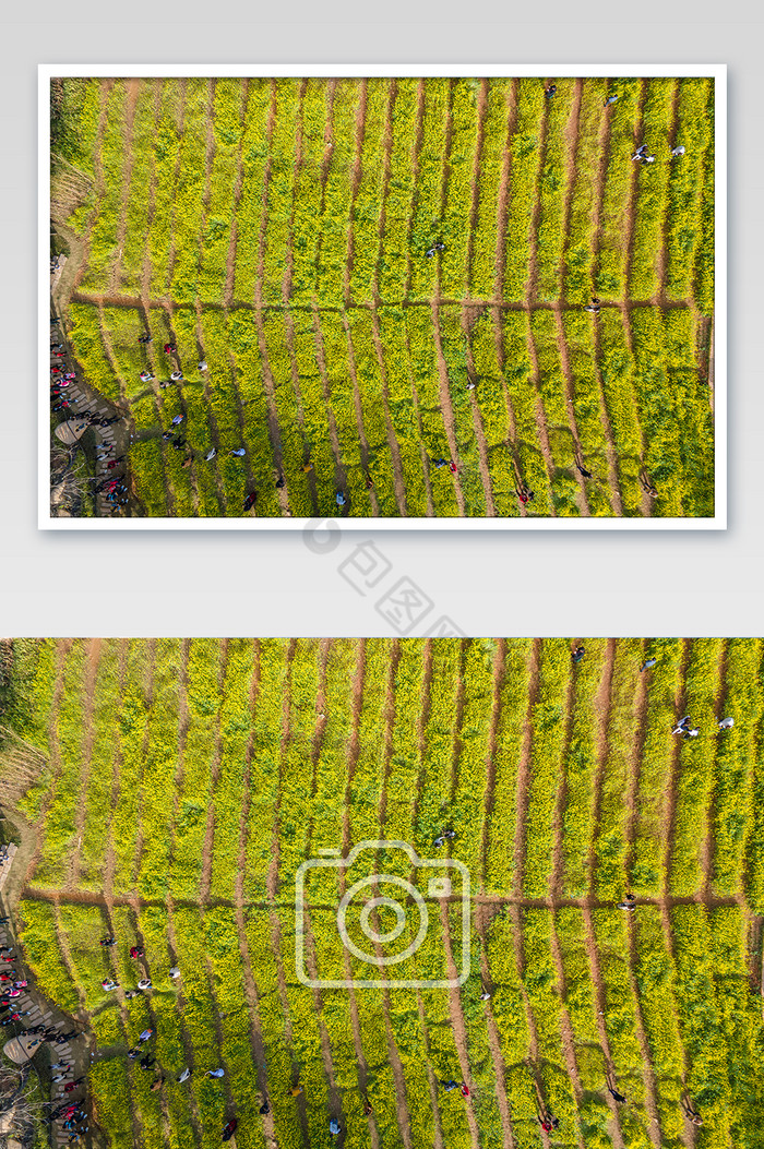 春天春季田地里盛开的油菜花摄影图片图片