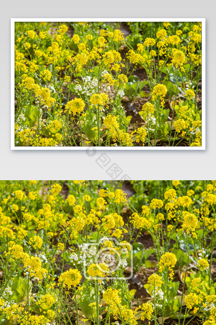 春天的春季田地里盛开的油菜花摄影图片图片
