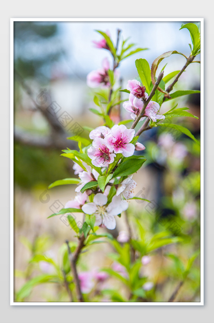 春天春季盛开的唯美桃花摄影图片
