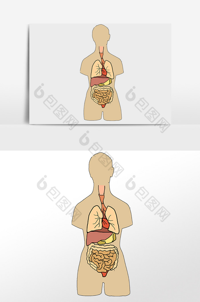 线描人体内脏插画图片图片