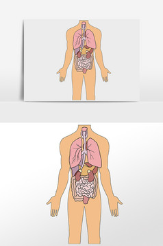 线描人体内脏图片
