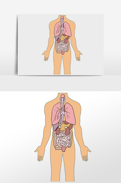 五脏六腑图画画图片