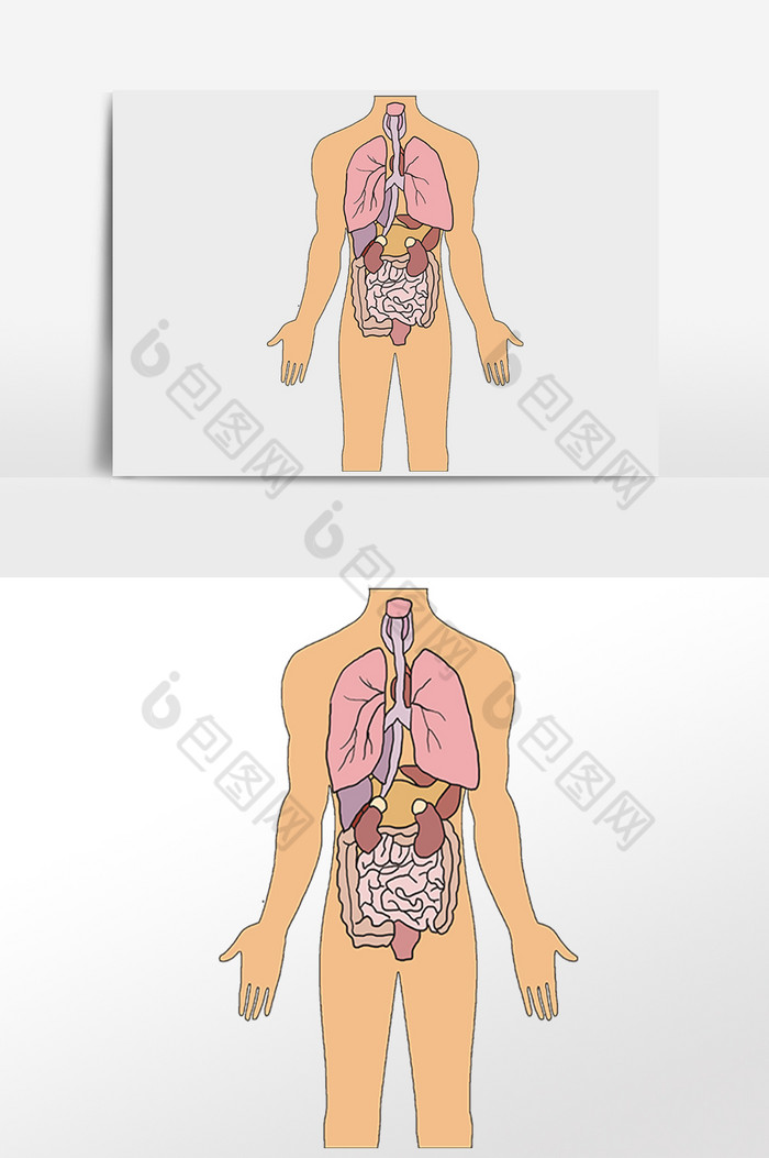 线描人体内脏图片图片