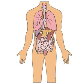 人体内脏结构图画画图片