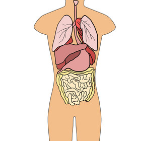 线描人体内脏插画