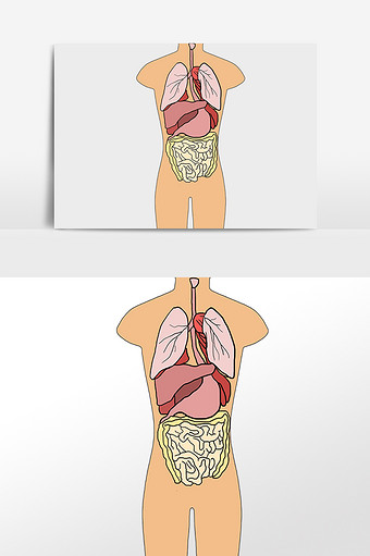 画人腹腔内脏的画图片