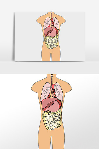 五脏六腑图画画图片