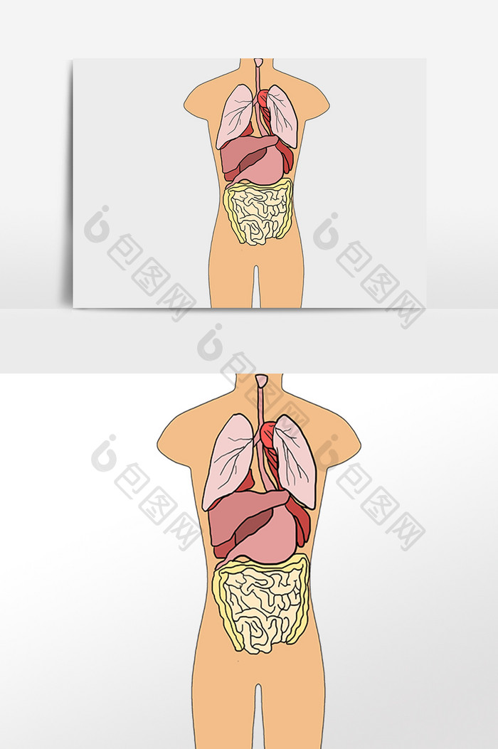 线描人体内脏插画
