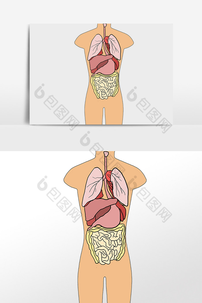 线描人体内脏插画图片图片