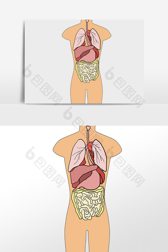 线描人体内脏插画图片
