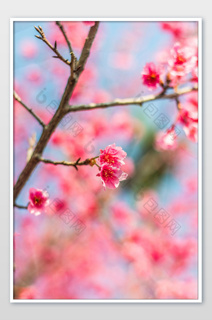 春天春季唯美大气的樱花林摄影图片