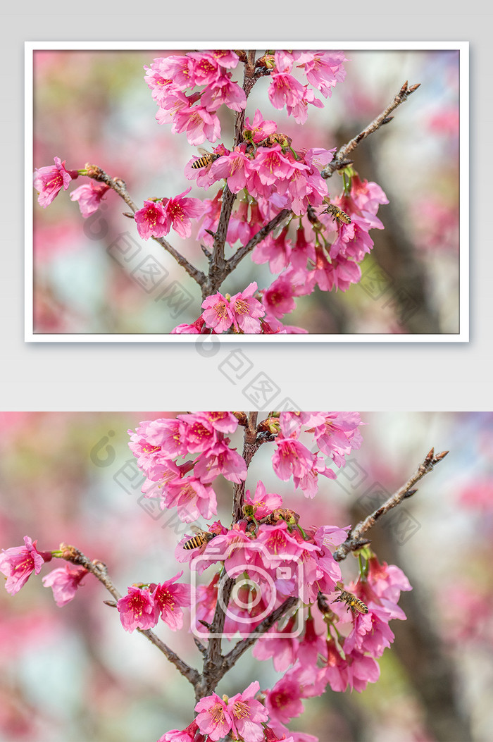 春天春季唯美大气的樱花林的摄影图