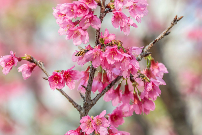 春天春季唯美大气的樱花林的摄影图图片