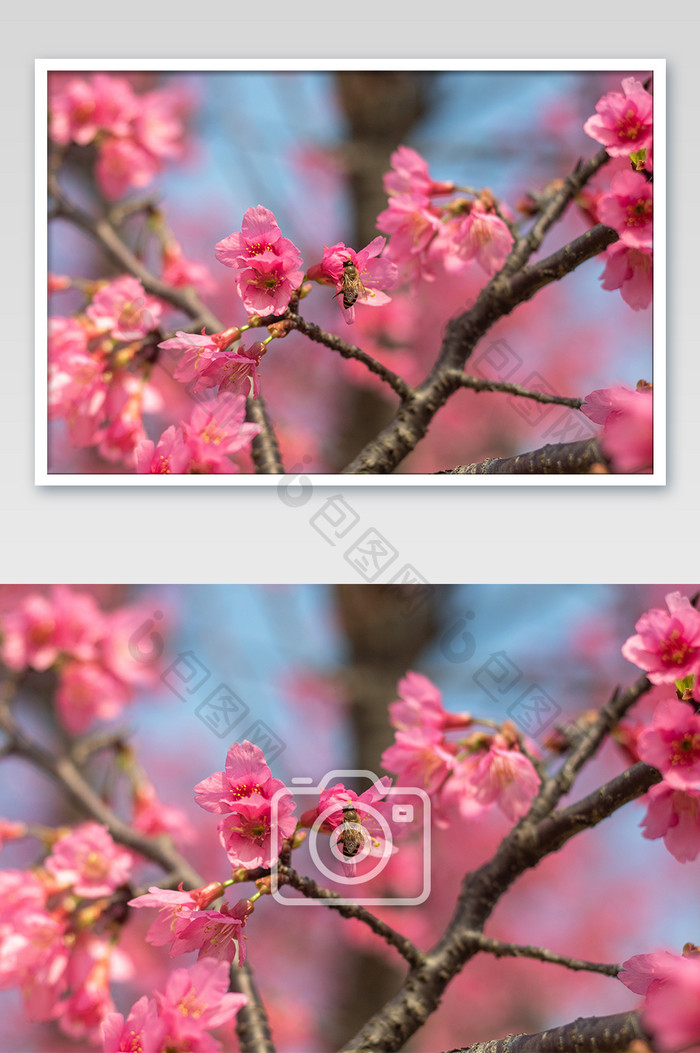 春天春季唯美的大气的樱花林摄影图