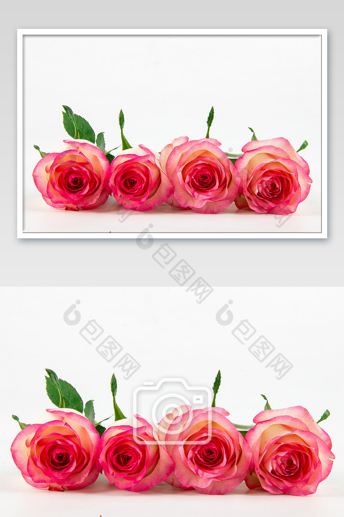女神节玫瑰鲜花摄影图片图片