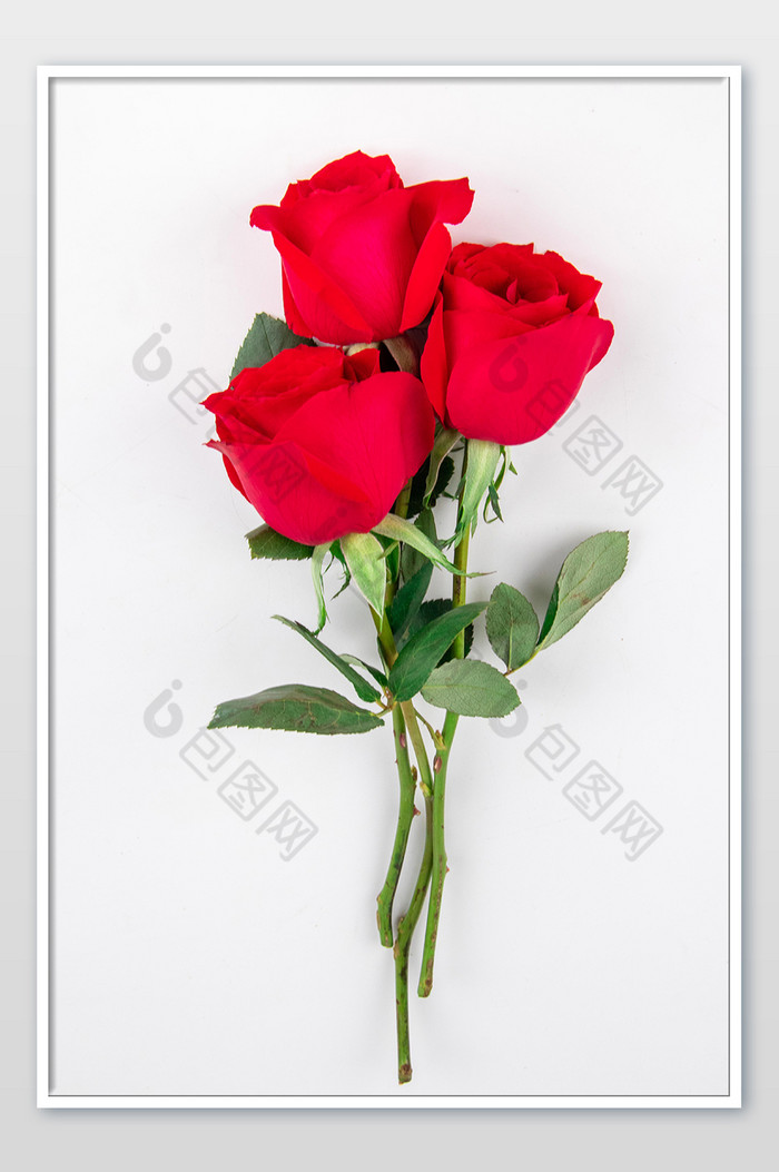 女神节玫瑰鲜花摄影图图片图片