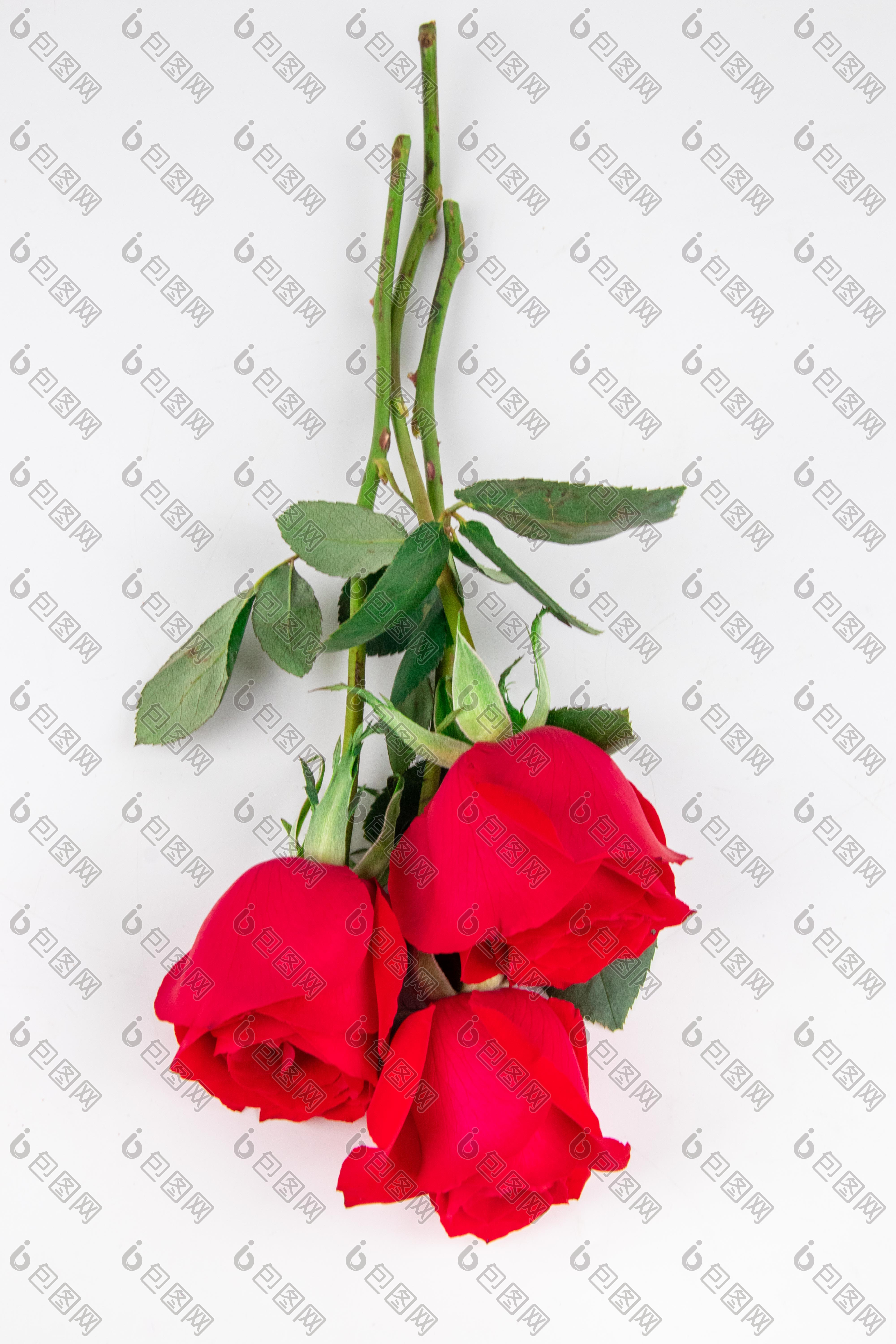 女神节玫瑰鲜花摄影图