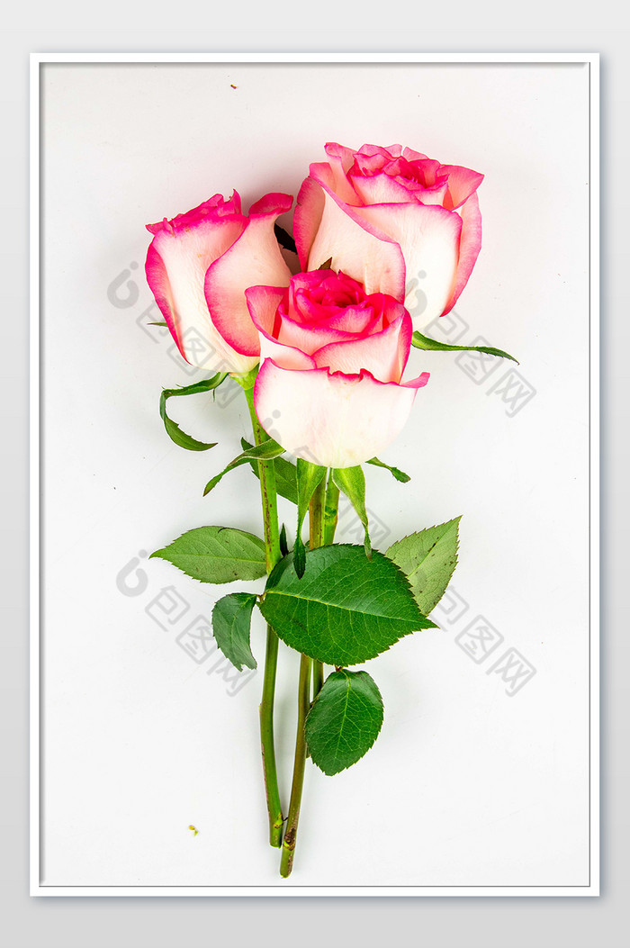 女神节粉红色玫瑰花水摄影图图片图片