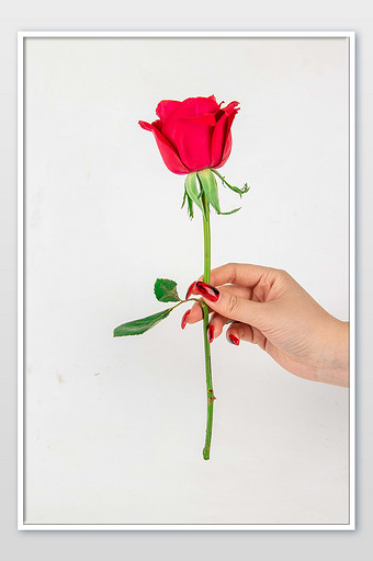 浏览本次作品的用户还可能对女神节,手持,玫瑰,红色,玫瑰花,摄影图感