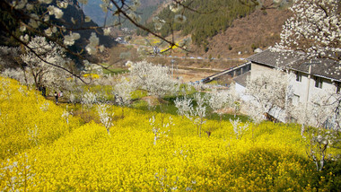 4K实拍春天田野的油菜花樱花视频素材