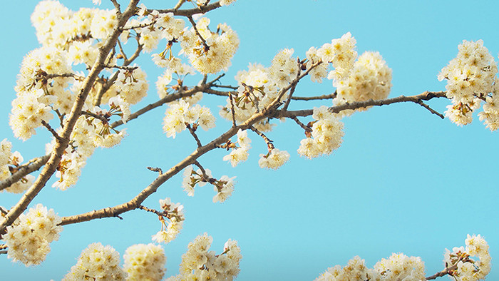 4K实拍春天唯美蓝天下的樱花采蜜的蜜蜂