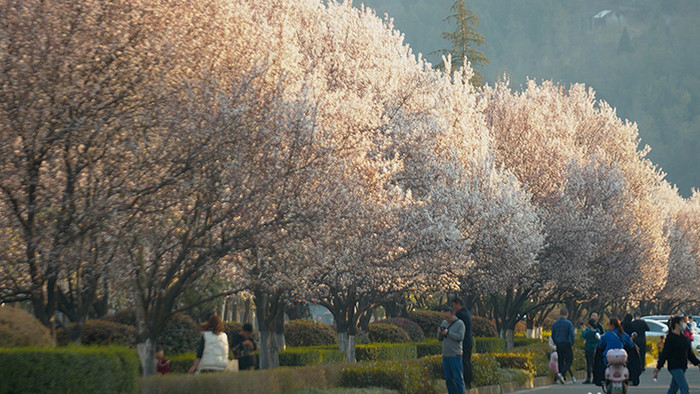 4K实拍唯美盛开的樱花树视频素材