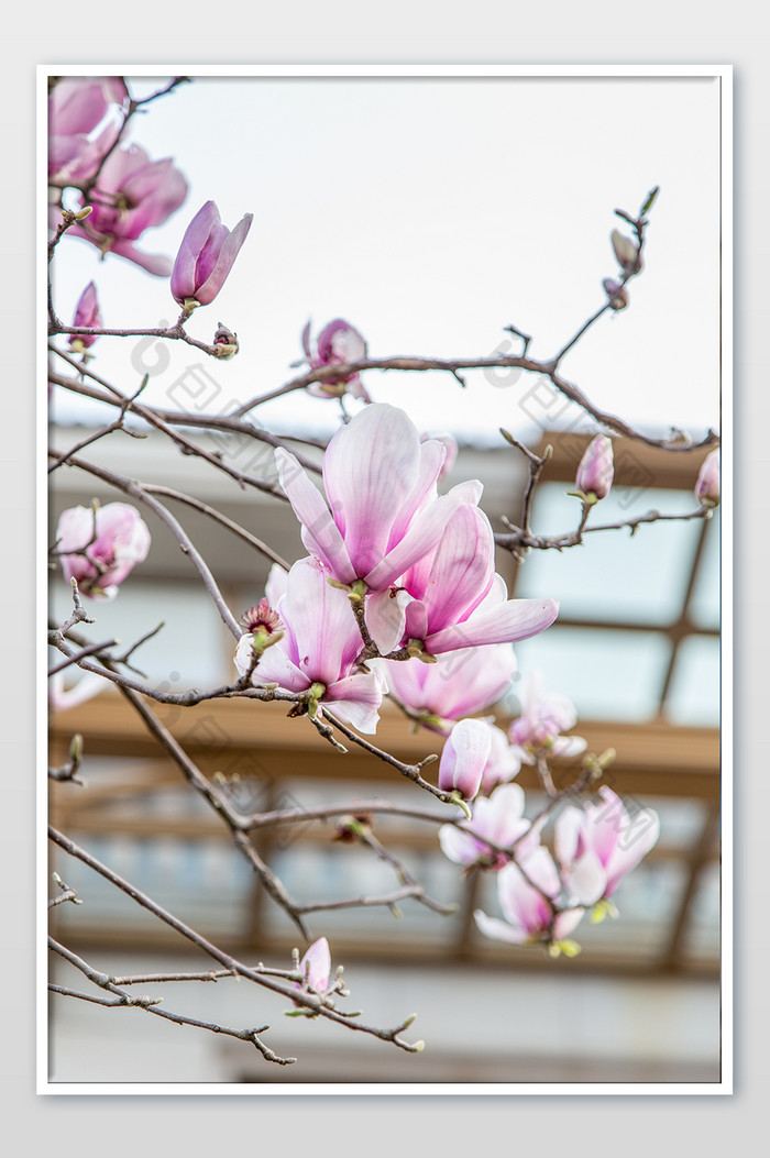 春天的春季的优美的玉兰花摄影图片图片