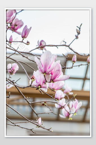 春天的春季的优美的玉兰花摄影图片