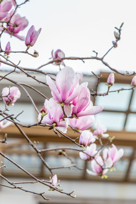 春天的春季的优美的玉兰花摄影图片