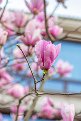 春天春季的优美的玉兰花摄影图片