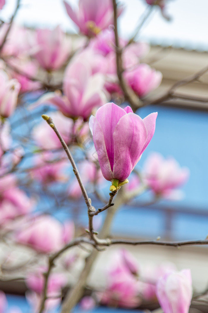 春天春季的优美的玉兰花摄影图片