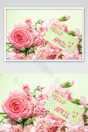 4月你好玫瑰花康乃馨卡片摄影图图片