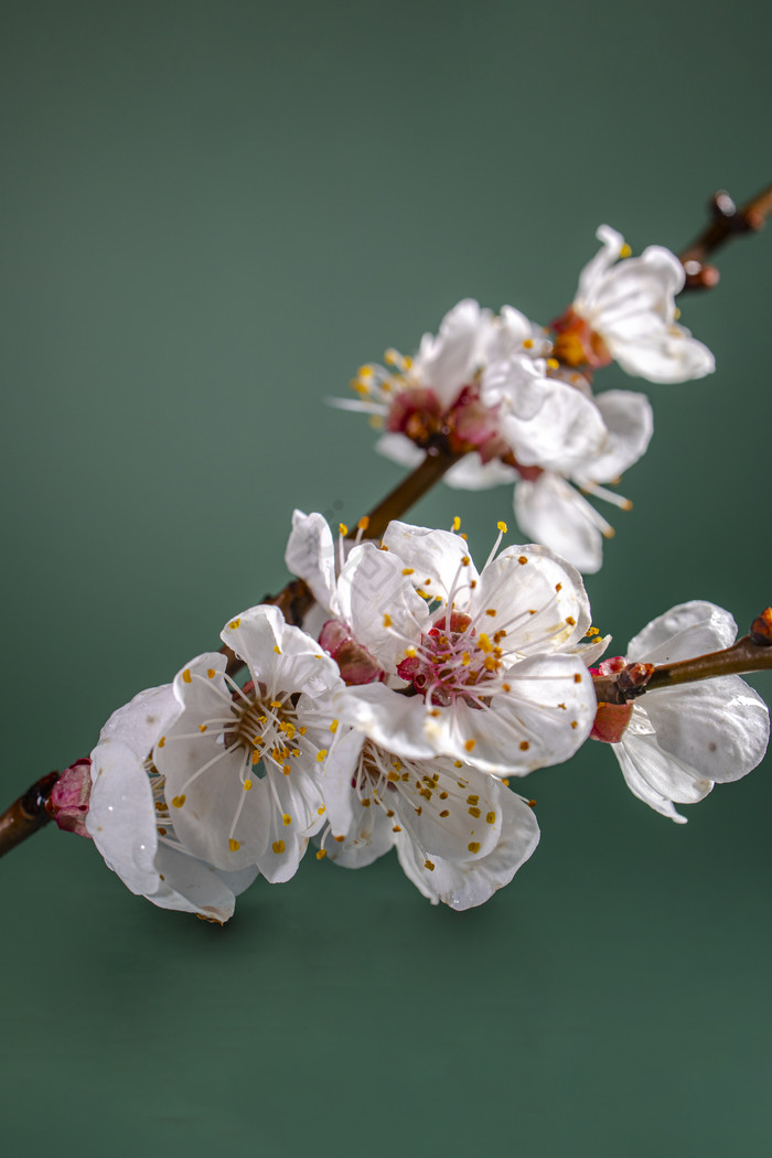 恨子树花 杏花 春天的花朵儿 结果儿的花图片