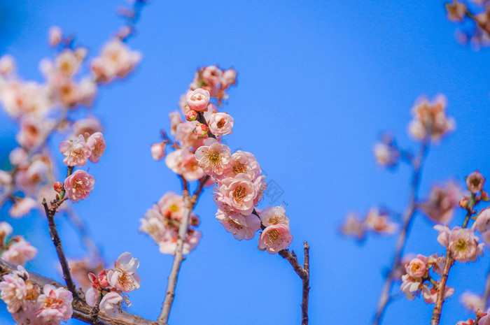 春天春季盛开樱花摄影图片