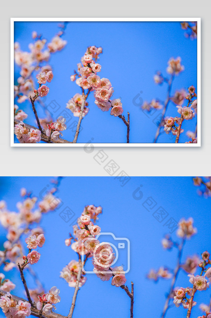 春天春季盛开樱花摄影图片图片