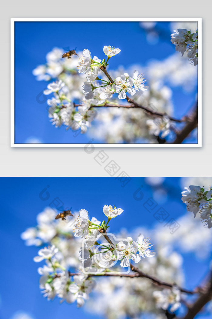 春天春季盛开的梨花的摄影图片图片