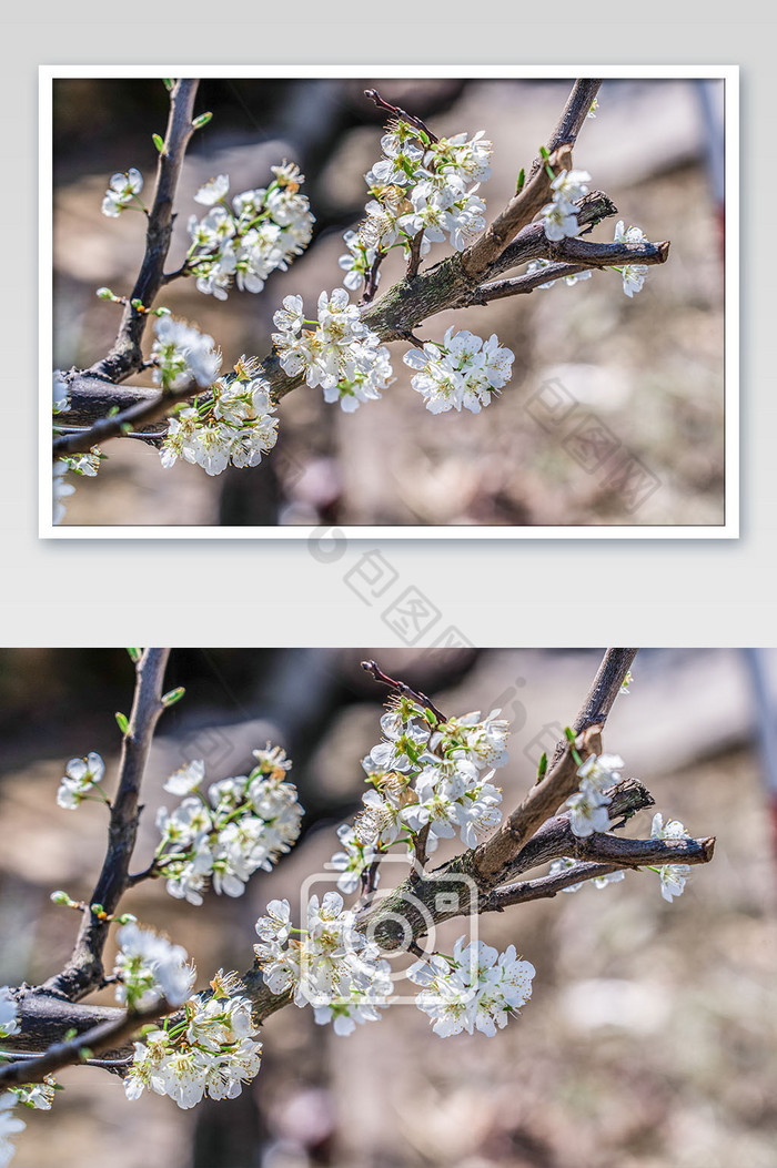 春天春季盛开的梨花摄影图片图片