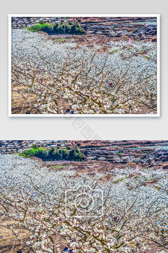春天的春季盛开的梨花摄影图片