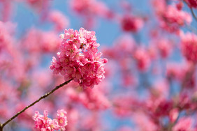 春天樱花盛开春分