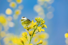 春天油菜花蝶恋花