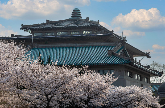 武汉大学樱花盛开摄影图片