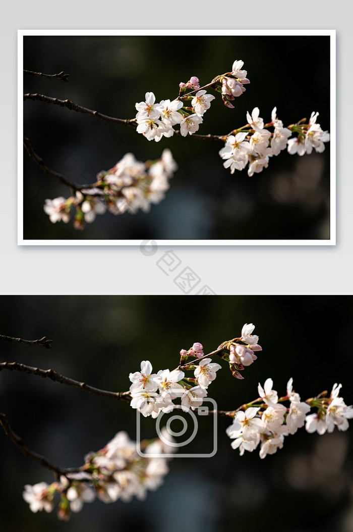 春季樱花特写高清摄影图片