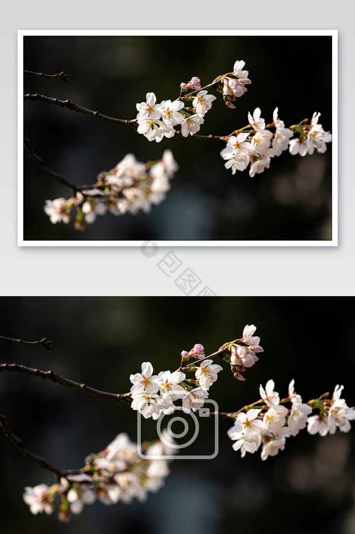 春季樱花特写高清摄影图片图片