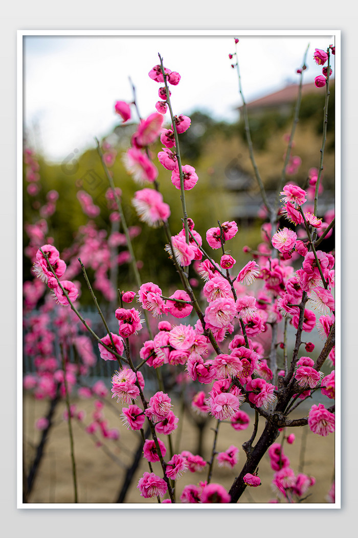 繁花盛開春天的迎春花朵