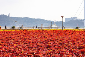 公园春景摄影 春天的景色 红似花朵