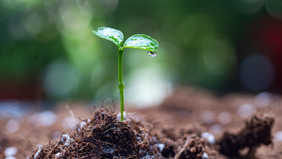 春天雨水谷雨植物的水珠